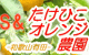 有田みかん・みかん果物産地直送販売Ｓ＆たけひこオレンジ農園